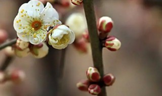 蜡梅是不是梅花（腊梅花是白梅花吗）