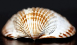 世界上最大的双壳贝是什么（世界上最大的贝壳类）