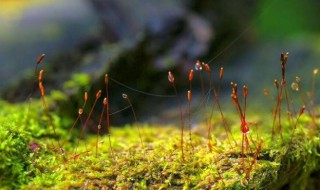 如何培植苔藓 苔藓怎么栽种