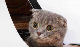 猫的瞳孔为什么会变大变小 小猫的瞳孔会变大吗