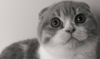 为什么猫的眼睛一日三变 为什么猫的眼睛一日三变读后感