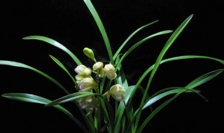 兰花播种为什么不见发芽出苗 兰花为什么不出新芽