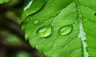 为什么说植物也要呼吸 植物都会呼吸吗