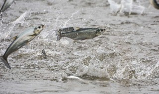 为什么冬季在养鱼的河面上要凿孔 为什么冬季在养鱼的河面上要凿孔鱼池