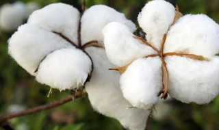 棉花种子为什么要进行脱绒 棉籽硫酸脱绒