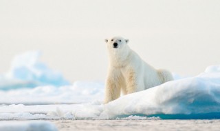为什么说白熊是北极动物之王（白熊和北极熊是一种动物吗）