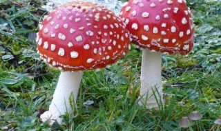 越鲜艳的蘑菇越有毒吗（越漂亮的蘑菇越有毒吗）