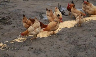 为什么鸡吃小石子 小鸡吃石子吗