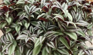 吊竹梅要怎么养才好（吊竹梅好养吗）