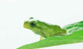 为什么说不合理蛙的蝌蚪最大（所有的青蛙都比蝌蚪大对吗）