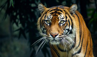 为什么狮虎豹在白天老睡觉 老虎喜不喜欢睡觉