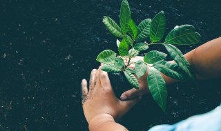 植物能不能自己生产对付昆虫的化学武器