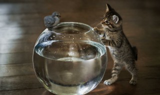 动物是不是都要咬死猎物（什么动物能咬死）