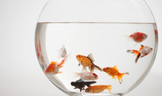 为什么鱼死后会翻白肚（为什么鱼死了会翻白肚）