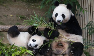 威胁大熊猫生存的原因有哪些呢