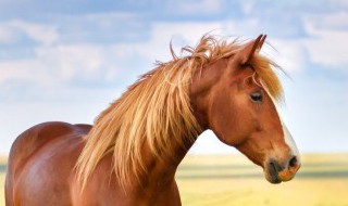 为什么马的耳朵时常摇动（马的耳朵为什么总动摇啊）