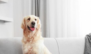 走心的两个字宠物名字（宠物名字两个字可爱）