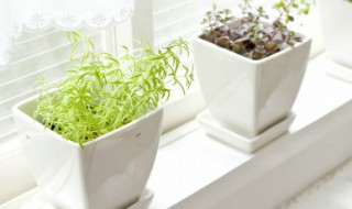 植物的根为什么总是向下生长（为什么植物的根向上生长）