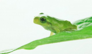 青蛙是怎样发出声音来的 青蛙是怎样发出声音的呢