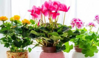 为什么浇水过多花卉会死亡（为什么浇水多了花会死）