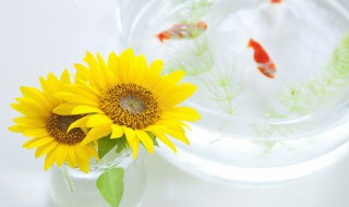 向日葵为什么总跟着太阳转(向日葵为什么总是向太阳转)