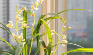 兰花为什么易烂根（兰花为什么容易烂根）