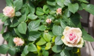 盆栽月季为什么花朵越开越小（为什么月季花花朵越开越小）