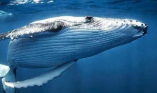 抹香鲸为什么脑袋特别大 抹香鲸的脑最大吗