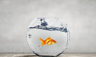 为什么动物也要行骗 哪个动物容易受骗