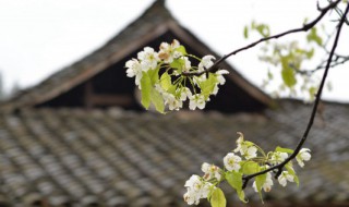 清明节心情不好说说 清明节的心情不好的说说