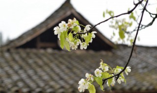 清明节朋友圈文案（清明节朋友圈文案配图搞笑）