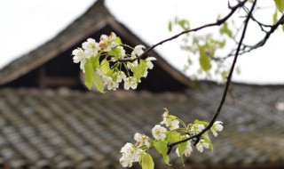 清明节短句祝福（祝福语清明节）