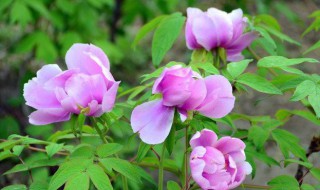 龙珠牡丹的养殖方法 龙珠花的养殖方法