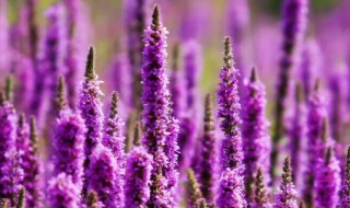 薰衣草盆栽的种植方法 薰衣草 种植方法