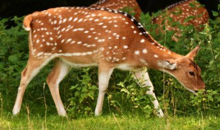 梅花鹿的养殖方法（梅花鹿养殖技巧）