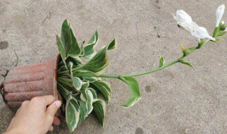 金边玉簪养殖方法 金边玉簪的养殖方法