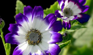 千日莲的养殖方法 千日莲怎么养