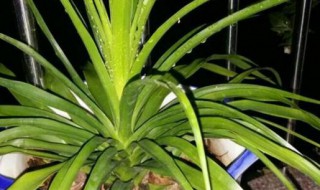 盆景龙须树的养殖方法（盆栽龙须树）