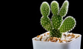 盆栽仙人掌的养殖方法（盆栽仙人掌的养殖方法和注意事项有哪些）