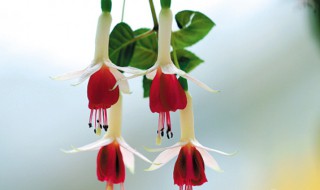 盆栽灯笼花的养殖方法 怎样栽培灯笼花