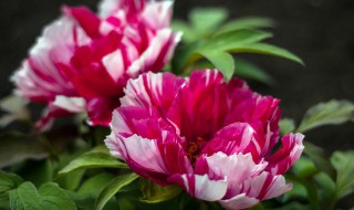 四季牡丹的养殖方法(四季牡丹的养殖方法和注意事项紫)