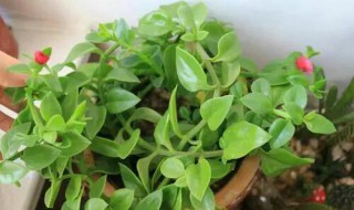 三七盆栽的种植方法（三七盆栽的种植方法和注意事项）