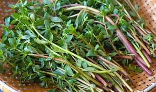 长寿草的养殖方法 长寿草种植基地