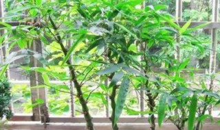 紫竹盆栽养殖方法 紫竹的栽种方法