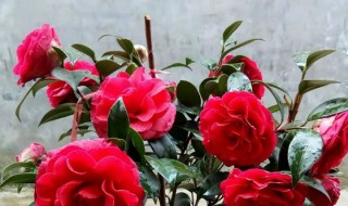 四季山茶花的养殖方法（四季山茶花怎么养殖）