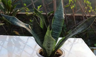 青叶虎皮兰养殖方法(虎皮兰的养殖方法和注意事项)