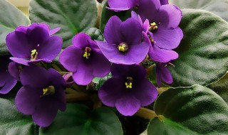 紫罗兰的花期是多久 紫罗兰开花时间多长