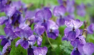 紫罗兰有什么寓意(紫罗兰有什么寓意呢)