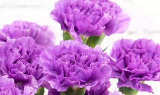 紫色妖姬的花语是什么（紫妖姬花解语是啥意思）