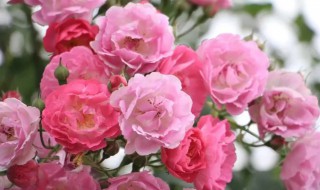 粉红色蔷薇的花语是什么 粉色蔷薇的花语和寓意是什么